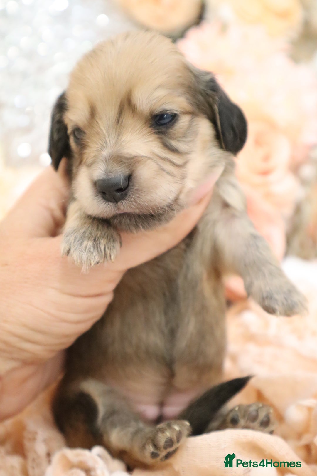 Miniature Dachshund dogs for sale: KC Longhair Miniature Dachshund Puppies - Image 5