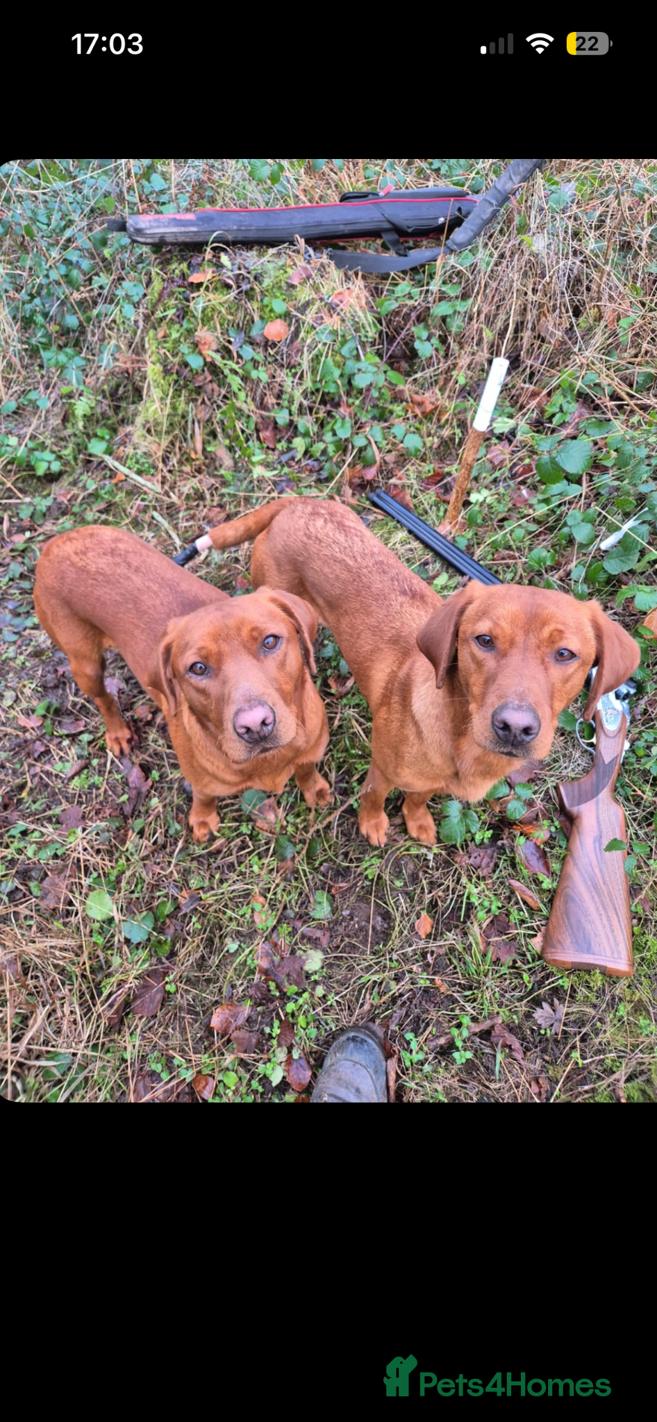 Labrador Retriever dogs Dark Fox Red Labrador Puppies - KC Registered  - Advert 1