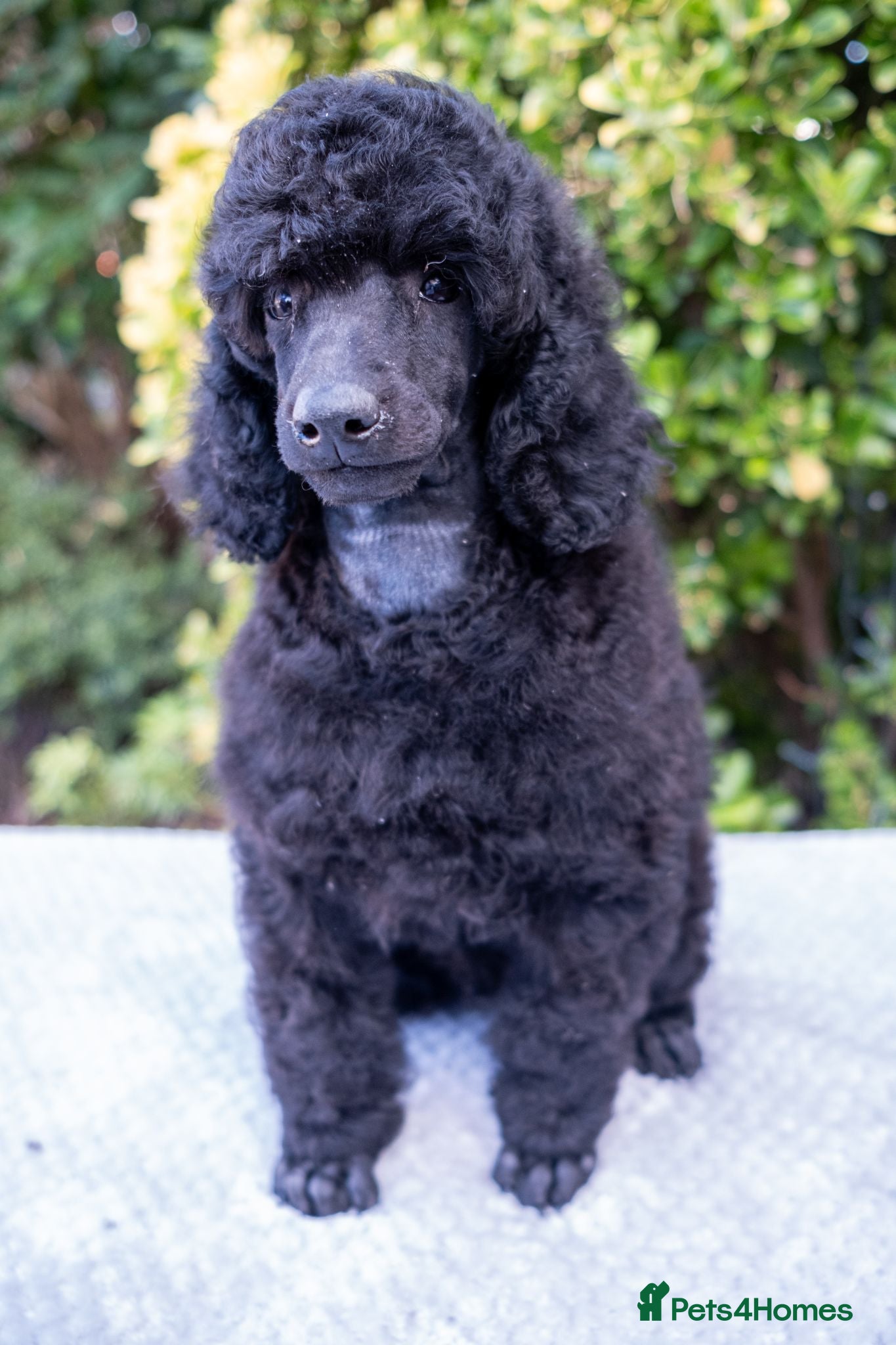 Miniature Poodle dogs Beautiful Black Miniature Poodle Boy – As Pet Only - Advert 2