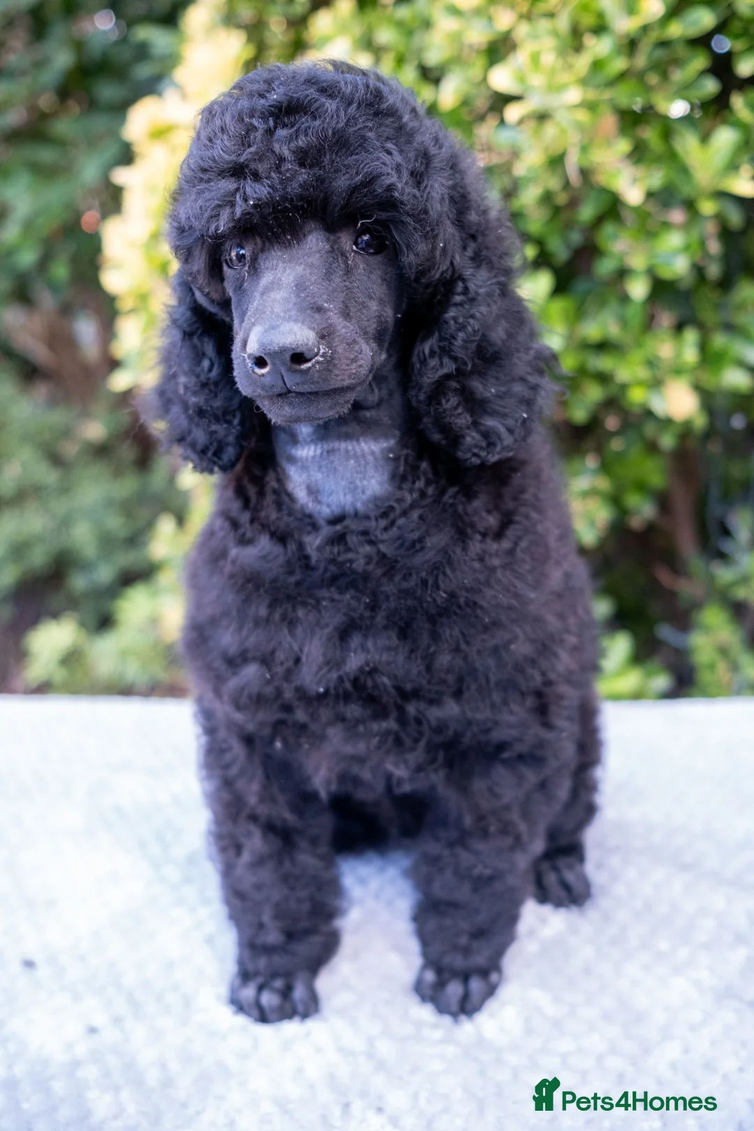 Miniature Poodle dogs for sale: Beautiful Black Miniature Poodle Boy – As Pet Only - Advert 2