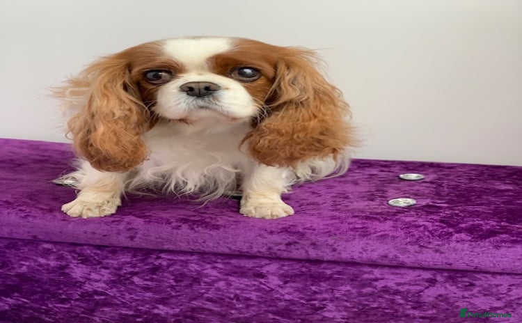 Cavalier King Charles Spaniel dogs - Advert 7