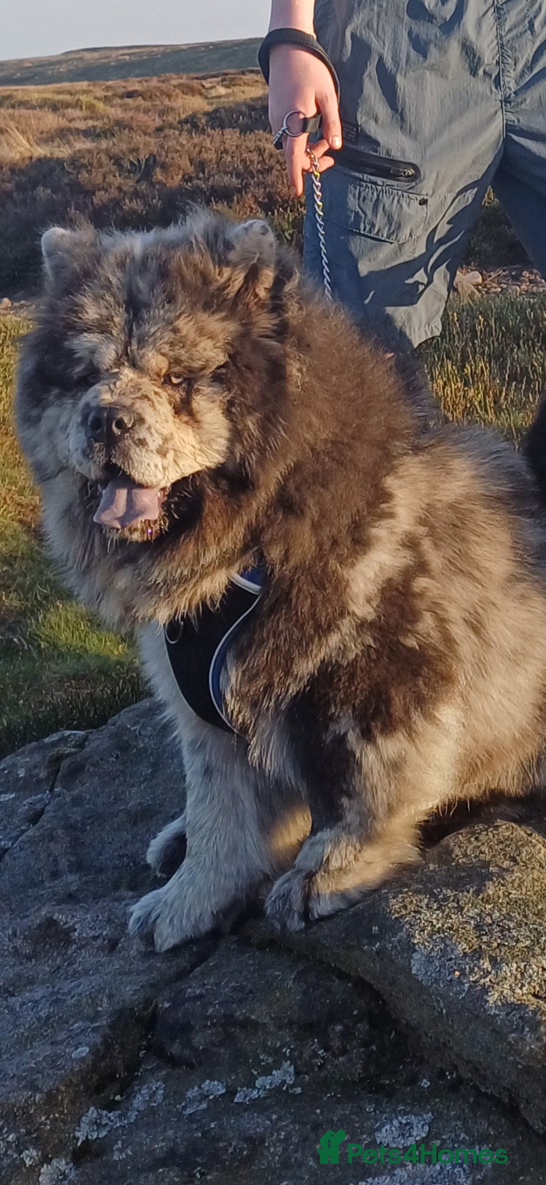 Chow Chow dogs for stud: MEARL  Champion bloodline CHOW CHOW - Image 1