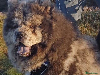 Chow Chow dogs - Advert 7