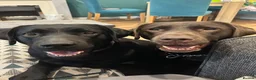 Labrador Retriever dogs for sale: Wonderful KC Chocolate Labrador Pups for Sale - Advert 4