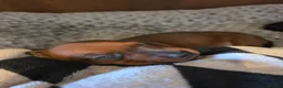Miniature Dachshund dogs for sale: MINI DACHSHUNDS 2 FIND THEIR FOREVER HOME - Advert 6