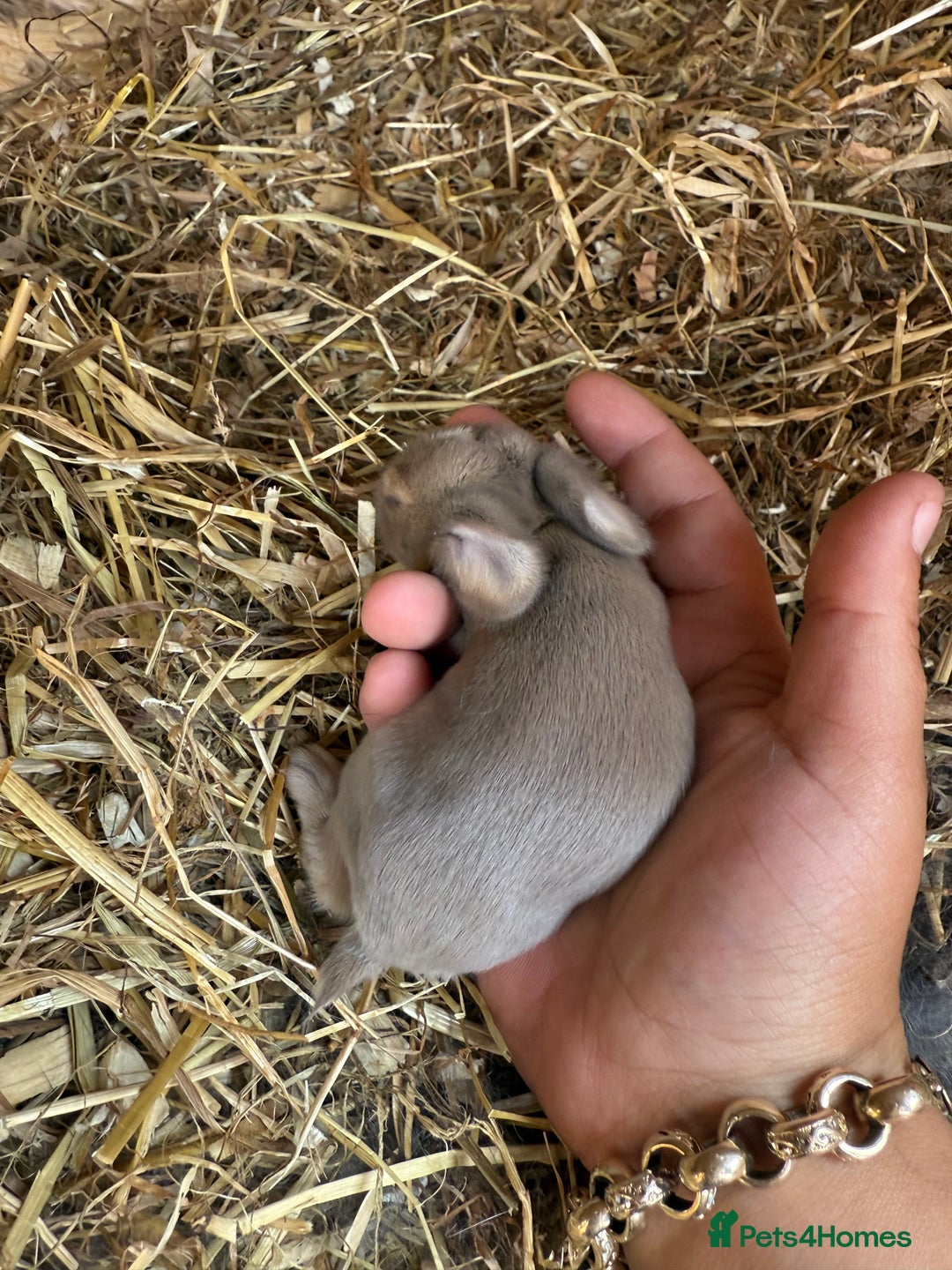 Mini Lop rabbits for sale: Mini lop - Image 13