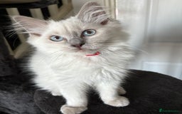 Ragdoll cats for sale: 2 Loving Ragdoll males - Image 8