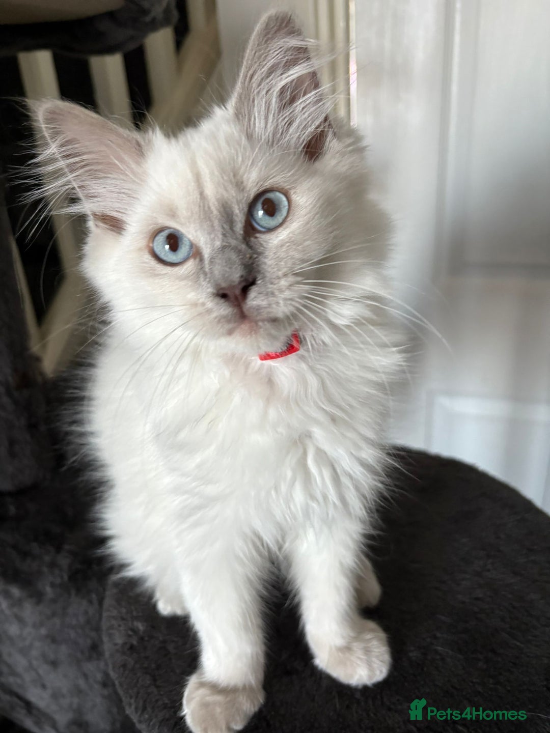 Ragdoll cats for sale: 2 Loving Ragdoll males - Image 8
