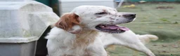English Setter dogs for adoption: Torre - Advert 6