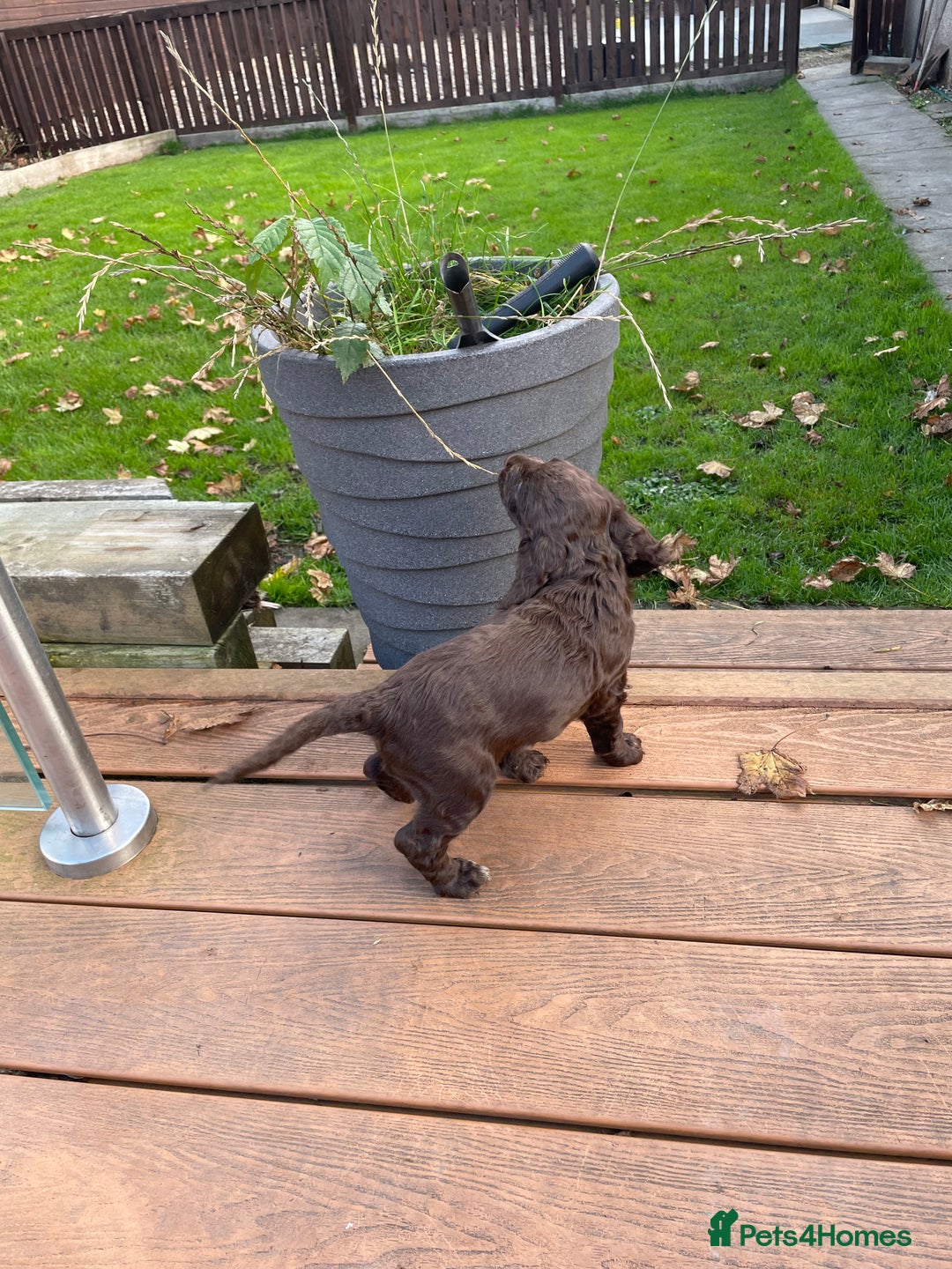Cocker Spaniel dogs for sale: Adorable working cocker spaniel puppies  - Image 6