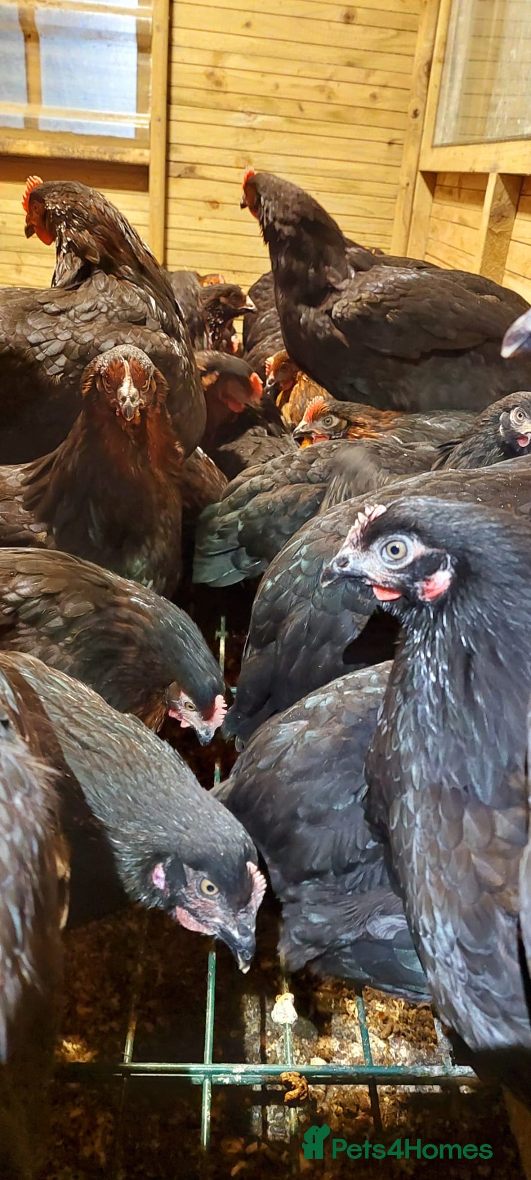 Hens poultry for sale: POL Hybrid French Black Copper Maran Hens  - Advert 3