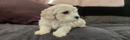 Cavachon dogs for sale: Cavachon - Advert 18