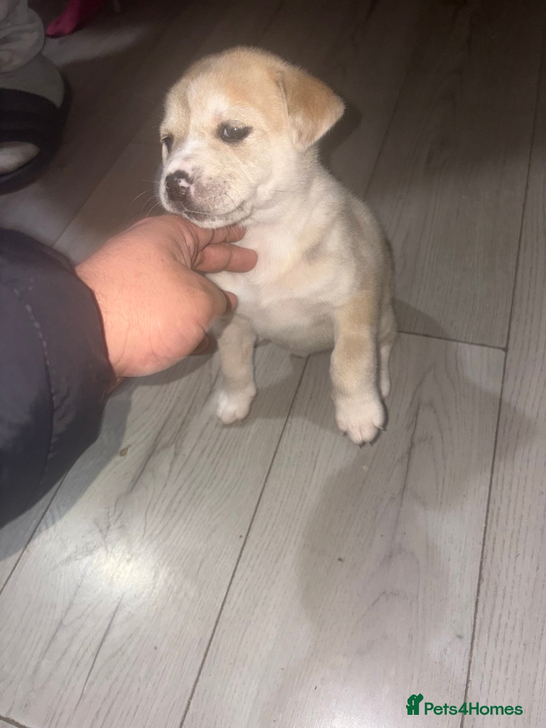 Mixed Breed dogs for sale: american akita  - Advert 39