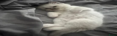 Blue Mitted Ragdoll Kitten 3