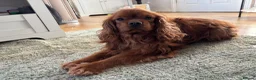Cavalier King Charles Spaniel dogs for sale: Cavalier king Charles male  - Advert 1