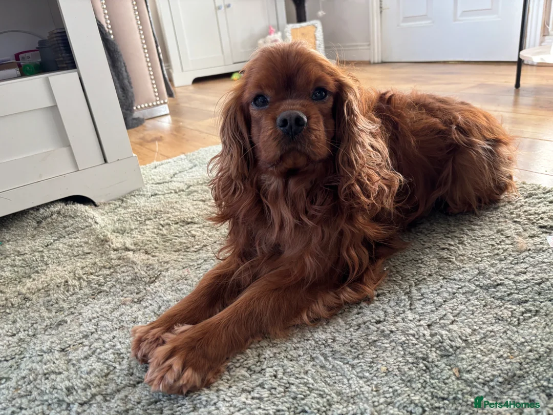Cavalier King Charles Spaniel dogs for sale: Cavalier king Charles male  - Advert 1