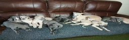 Whippet dogs for sale: High Quality Whippet pups Crufts - Advert 8