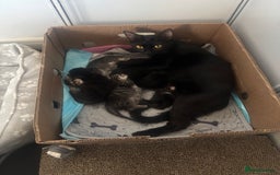 Mixed Breed cats for sale: Beautiful tabby girl - Image 6