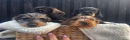 Miniature Dachshund dogs for sale: Wire Haired Miniature Dachshunds  - Advert 10
