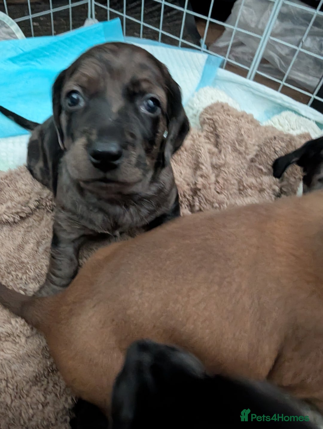 Dachshund dogs for sale: Beautiful Dachshund puppies  - Image 14