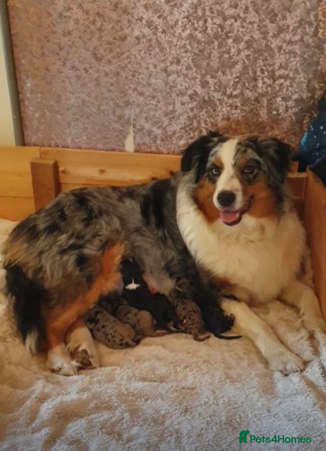 Miniature Poodle dogs for stud: Extensively Health Tested Deep Red Mini Poodle in Mansfield - Advert 5