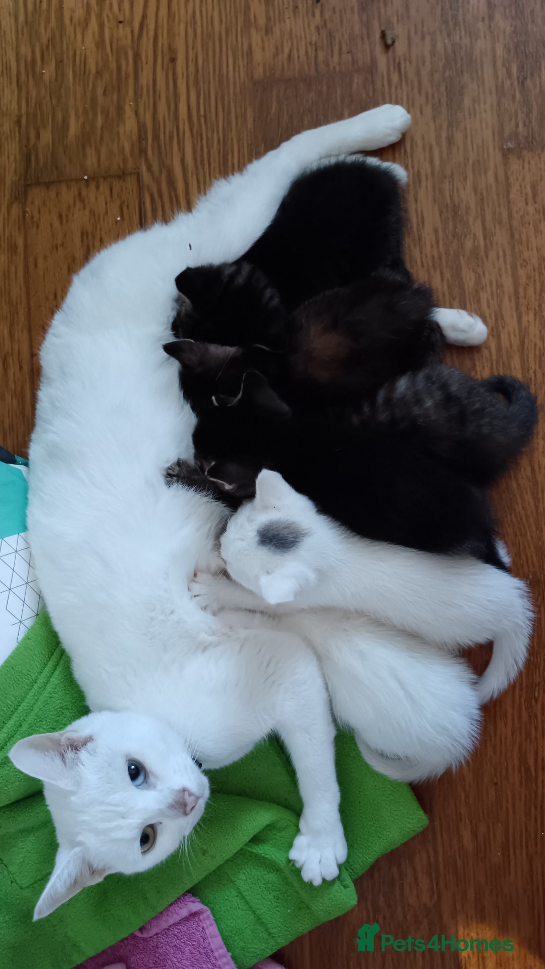 Mixed Breed cats for sale: Beautiful friendly kittens for sale - Image 12