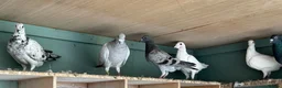 Pigeons birds for sale: Pigeons  - Advert 9