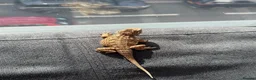 Bearded Dragon reptiles for sale: Baby Rankin Dragon in Cheltenham - Advert 4