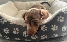 Miniature Dachshund dogs for sale: Miniature dachshund  - Image 22