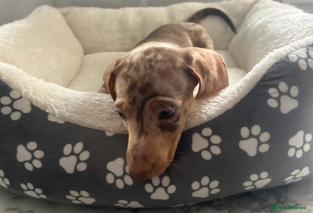 Miniature Dachshund dogs for sale: Miniature dachshund  - Image 22