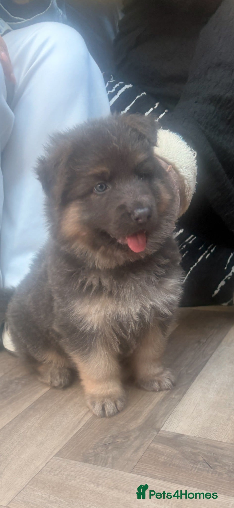German Shepherd dogs Blue/Tan Puppies  - Advert 1
