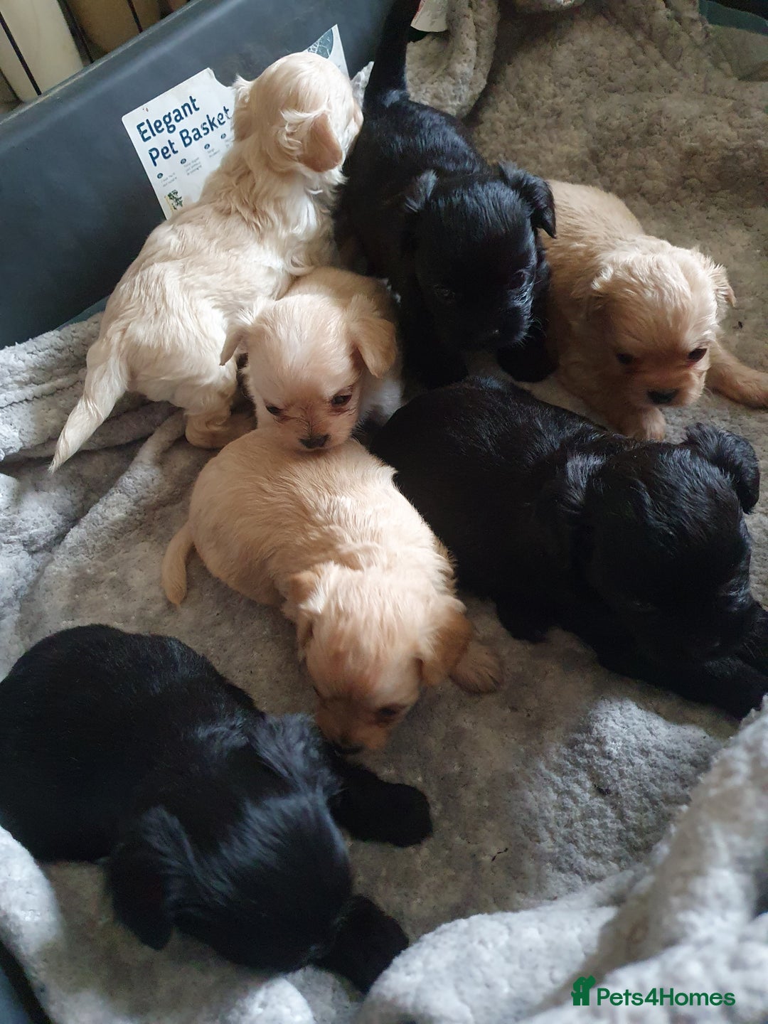 Chipoo dogs for sale: Beautiful Chipoo puppies.  - Image 4