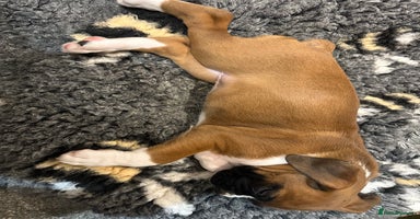 Boxer dogs - Advert 2