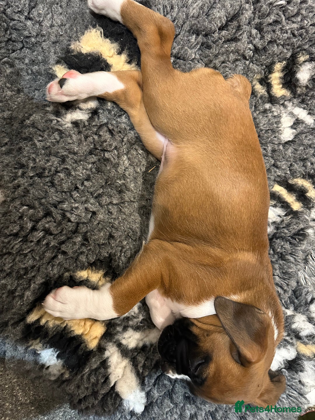 Boxer dogs for sale: Boxer puppy Girl for sale-adorable and cute  - Image 3