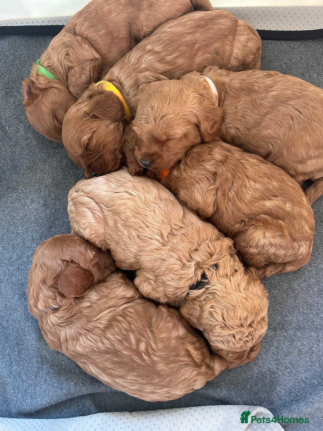 Labradoodle dogs for sale: 🐾F1b Healthy Labradoodle Puppies – Ready 18 Dec🐾 - Advert 10