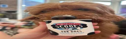 Labradoodle dogs for sale: Absolutely beautiful, F1bb Miniature Labradoodles  - Advert 8
