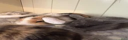 Mini Lop rabbits for sale: Mini lops-raised indoors-vaccinated  - Advert 25