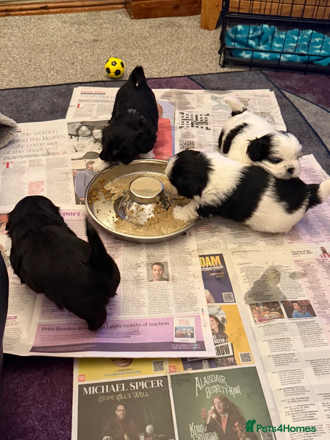 Shih Tzu dogs for sale: Beautiful Shih Tzu’s - STUNNING pure breds - Advert 21