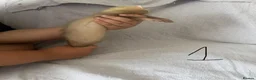 Ferret rodents for sale: Stunning part angora kits for sale in Cardiff - Advert 12