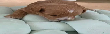 Maltipoo 3