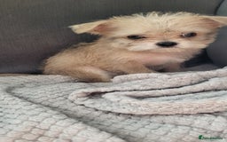 Mixed Breed dogs for sale: Jack russel cross pomeranian puppies  - Image 14