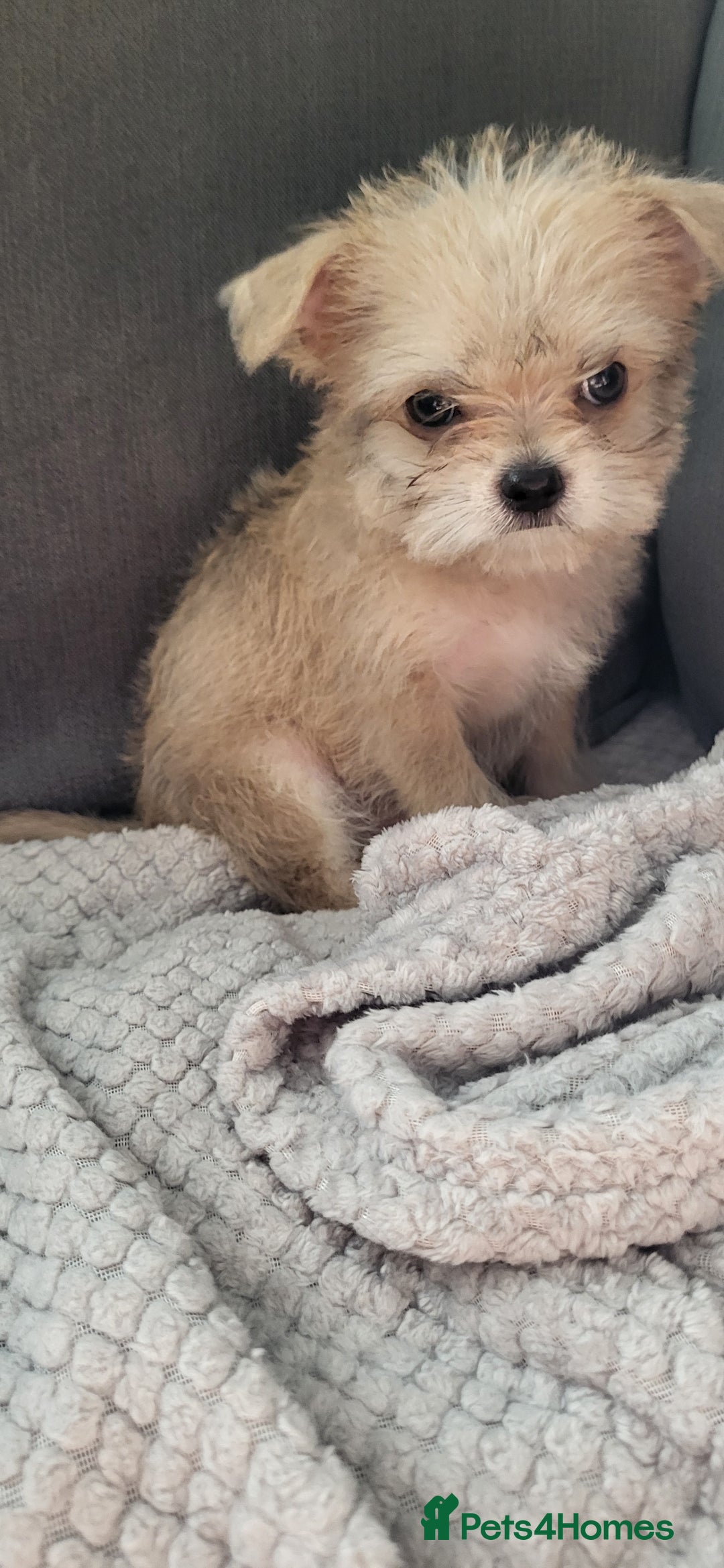 Mixed Breed dogs for sale: Jack russel cross pomeranian puppies  - Image 14