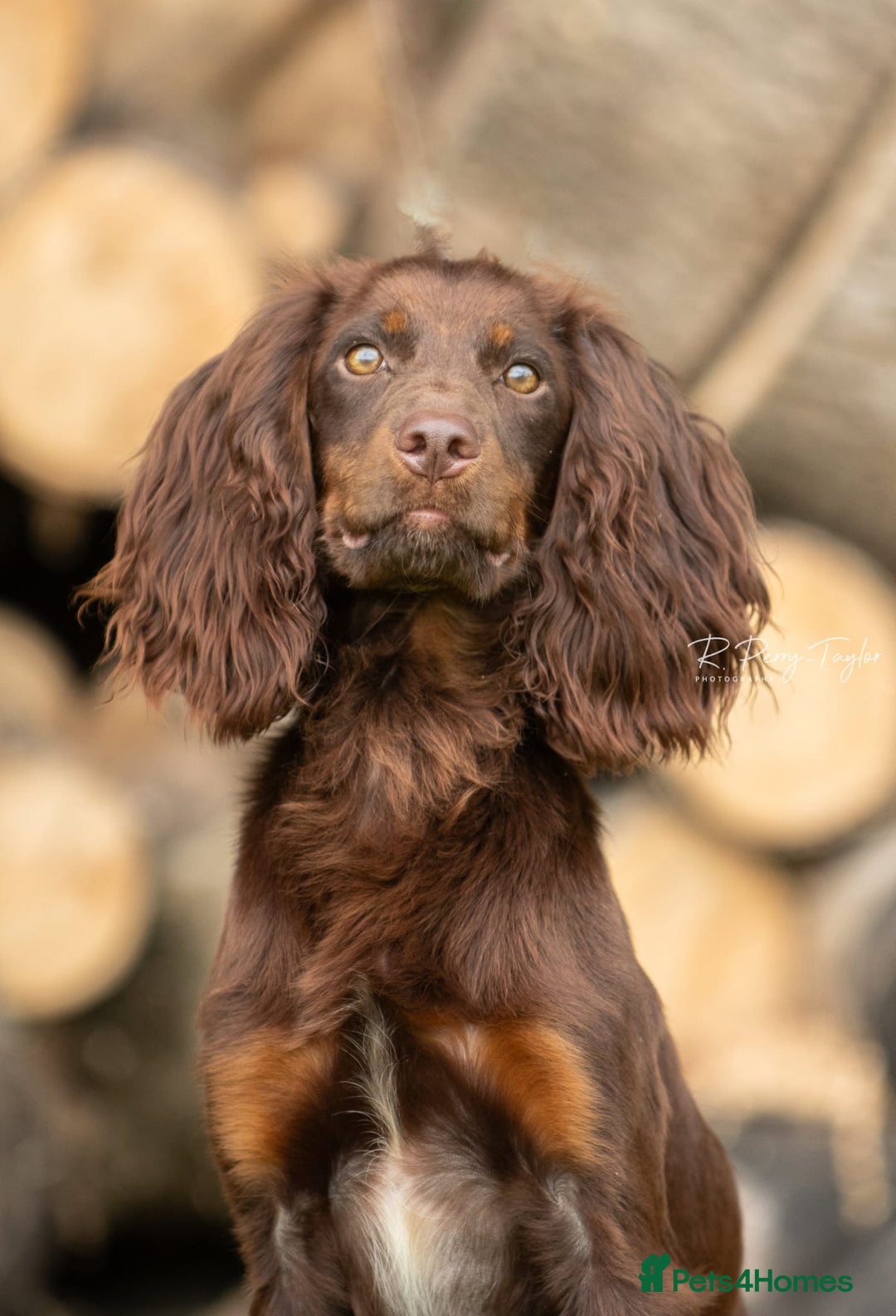Cocker Spaniel dogs for stud: Kc registered proven stud  in Bristol - Advert 2