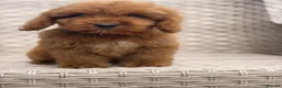 Cockapoo dogs for sale: Stunning f1 cockapoo puppies 🐶  - Advert 4