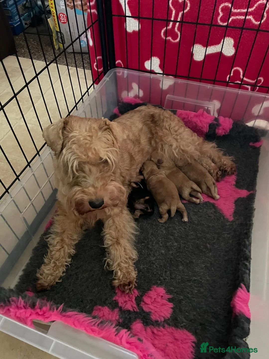 Lakeland Terrier dogs for sale: KC Registered Lakeland Terrier Puppy - Advert 4