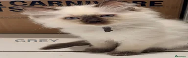 Ragdoll 5 grey
