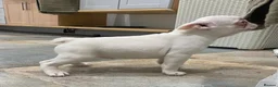 French Bulldog dogs for sale: Last KC registered French Bulldog puppy - Advert 9
