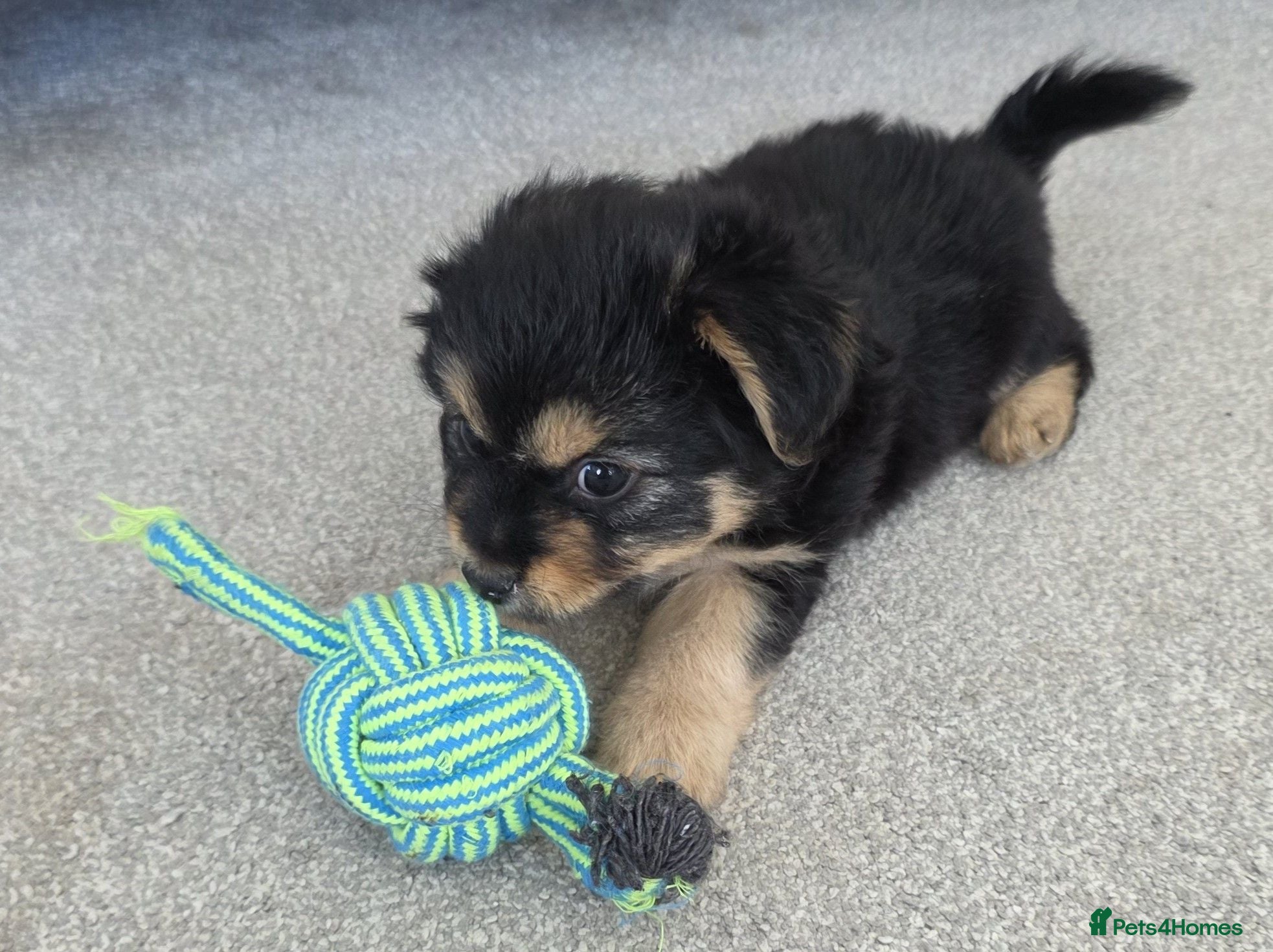 Mixed Breed dogs Beautiful Shorkie-Poo / Pom-Poo Puppies - Advert 1