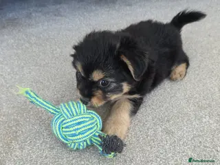 Mixed Breed dogs Beautiful Shorkie-Poo / Pom-Poo Puppies - Advert 5
