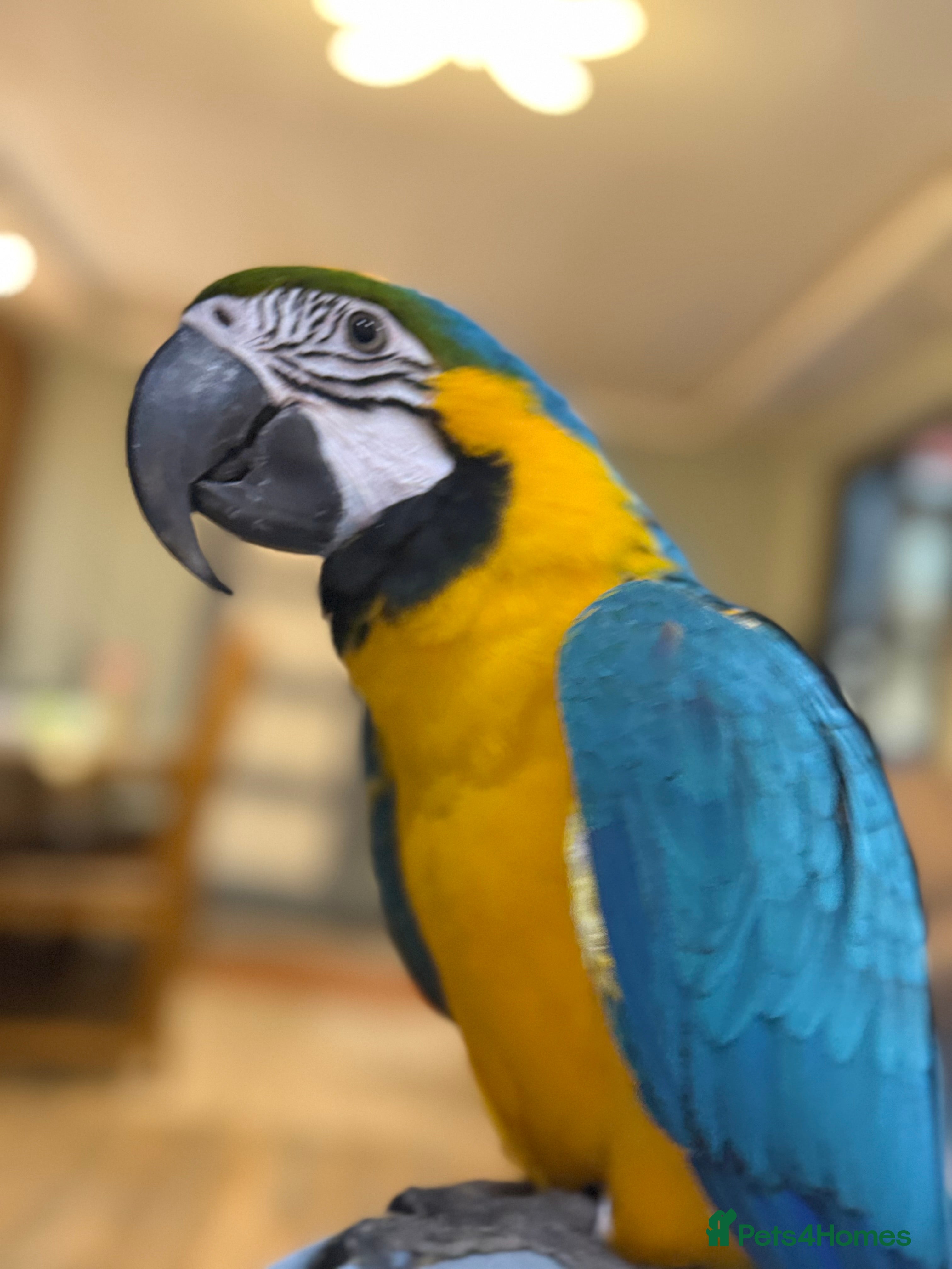 Macaws birds Tamed Birds for Sale (with DNA Certificate) - Advert 1